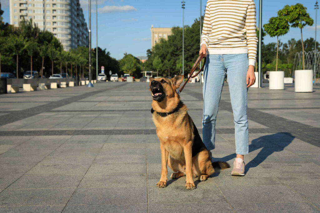 An aggressive German Shepherd barks and shows its teeth while sitting on a leash next to its owner on a city plaza, illustrating public animal liability claims managed by Broward County dog bite lawyers.