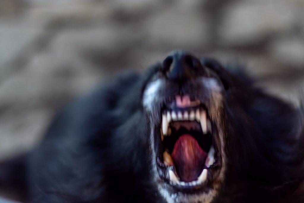A close-up, dramatic motion-blur image of an aggressive black dog snarling with its mouth wide open, exposing its teeth, representing animal attack cases evaluated by Broward County dog bite lawyers.