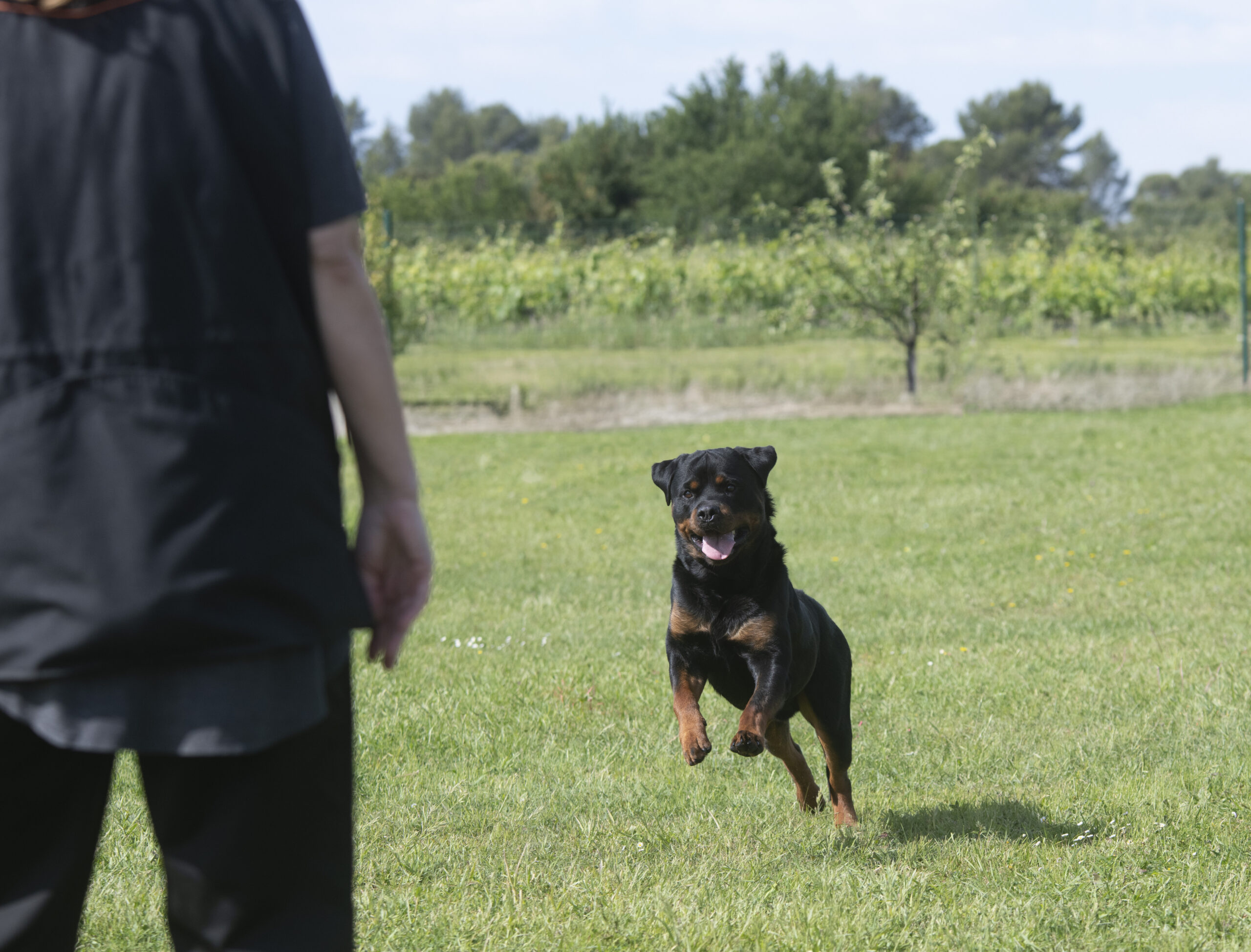 Rottweiler running across grass toward a woman during obedience training